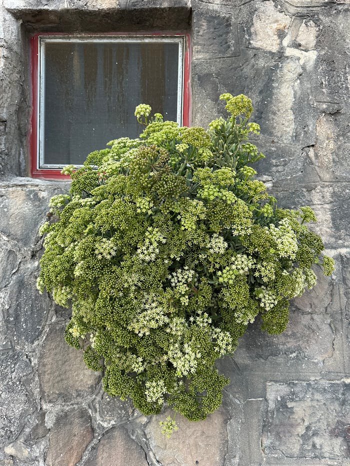 pexels photo 33412518.jpeg